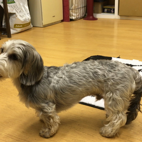 お尻で小さく移動するのが可愛いです。の画像