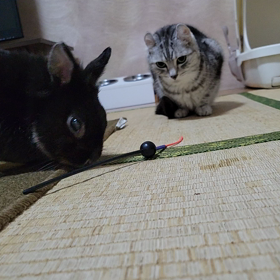 猫のおもちゃの画像