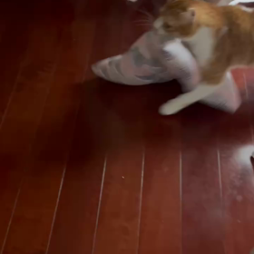 テトテト(=^・^=)の画像