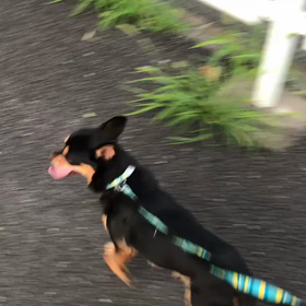 ♪お散歩動画♪代々木公園♪の画像