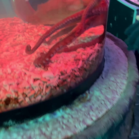 流氷を見に  行くたび、32  オホーツク流氷タワーちょっとがっかりの画像