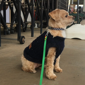 虎徹くんの外回り訓練〜カインズ編〜の画像