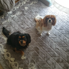 トレーニング中の画像