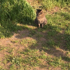 アメリカのやることにはすべて支持する、なんか情けないね！の画像