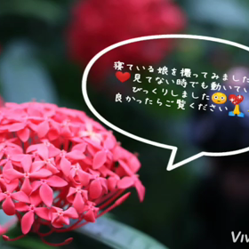 ☆★成長☆★の画像