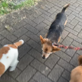 11月2日13わんこと2時間遠足　　代々木公園の画像