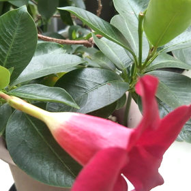 元気で、青ちゃんの画像