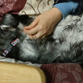 今日のミニチュアシュナウザーの画像