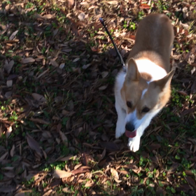 ハコダッシュ‼︎の画像