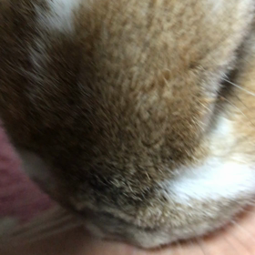 つべこず言わずの画像