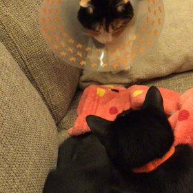 近付きたいけど、近付けない？の画像