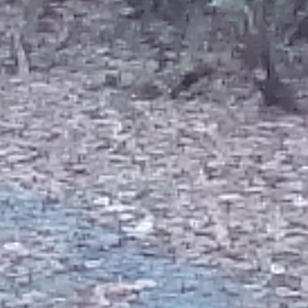 安庭害鷹森林道本線 シカさんと遭遇動画の画像