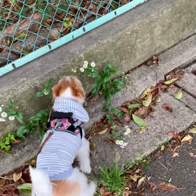 クンクン　からの横歩きの画像