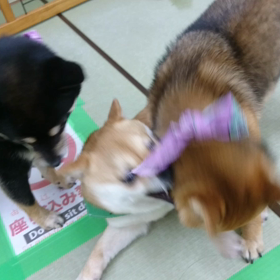 ★ わんぷろ ★の画像