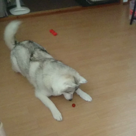 最高の夏オヤツの画像