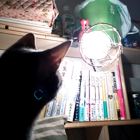 来訪者現るの画像