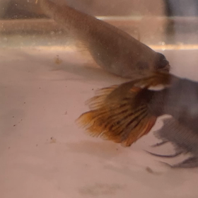 サタン❤️の画像