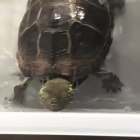 僕が君を攻撃したのだよ(｡･ω･)の画像