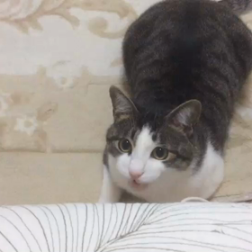 グーと『アヒャヒャおばけ』の画像