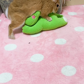 カクカクの画像