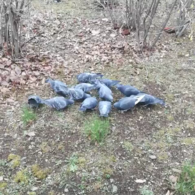 新宿中央公園の鳩さんの群れの動画〜の画像