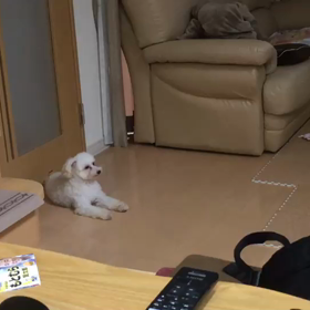 正式譲渡　シュシュの画像