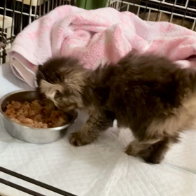 本日レスキューの子猫ちゃんズの画像