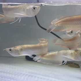 ★大好評！シルバーアロワナ！★の画像