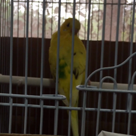 おしゃべりぽこちゃんの画像