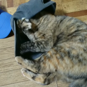 一体、何が分泌されてるの！？の画像