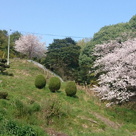 桜の画像