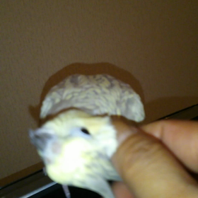 ももちゃんのおねだりの画像