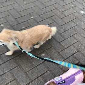 1月7日14わんこと1時間遠足　　代々木公園の画像