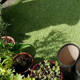 トカゲさんの画像