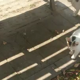 しらゆきちゃん動画シリーズの画像