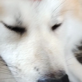 未来丸VS飼い主朝散歩の陣、未来丸踏ん張り飼い主撃破❗❗飼い主はあの手この手を打ち出して前進を計の画像