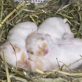 ねむねむベビーちゃんの画像