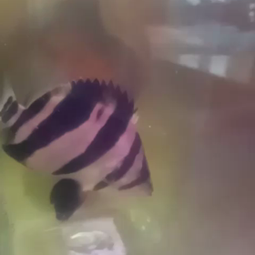 三日月バンド！！の画像