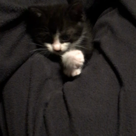 生後44日目。主人のお股で寝る。の画像