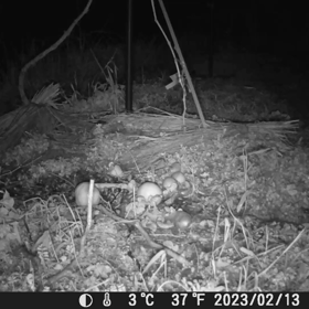 すぎぴたんの事件簿シーズン3　179話（渋柿を食べるハクビシン）の画像