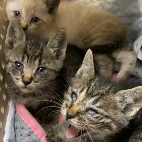 子猫次々来てますの画像