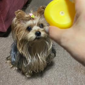 プチパニックの画像