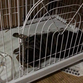 ごろごろ〜の画像