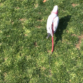 お花見散歩の画像