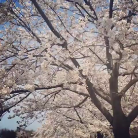 新潟の春の画像