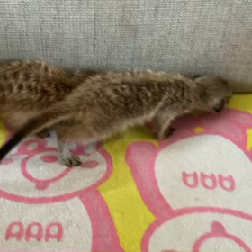 ミーアキャット、ご家族様募集中✨の画像