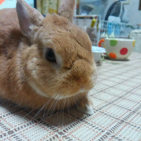 ネムネムみかん２の画像