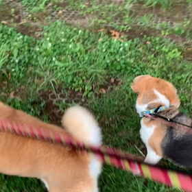 6月27日13わんこと1時間遠足  代々木公園の画像