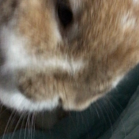 今宵のドアップの画像