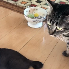 勝気な女子明ちゃんの画像